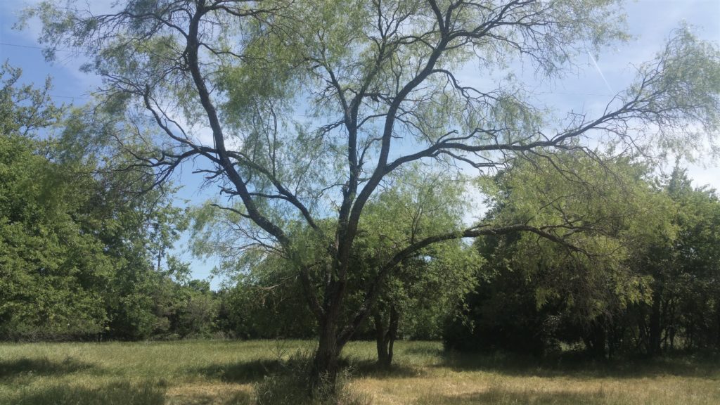 Hugging Trees… Mesquite Trees That Is – Tender Places